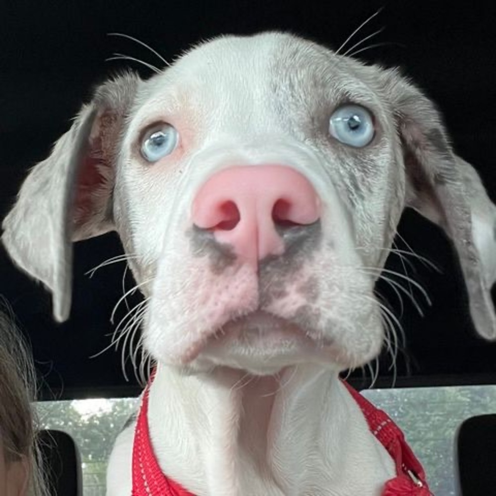Meet your Posher, Scout